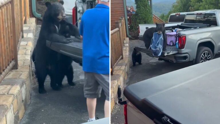 bear steals food from familys truck