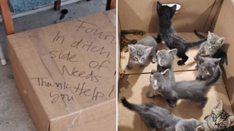 rescuer finds abandoned box outside shelter