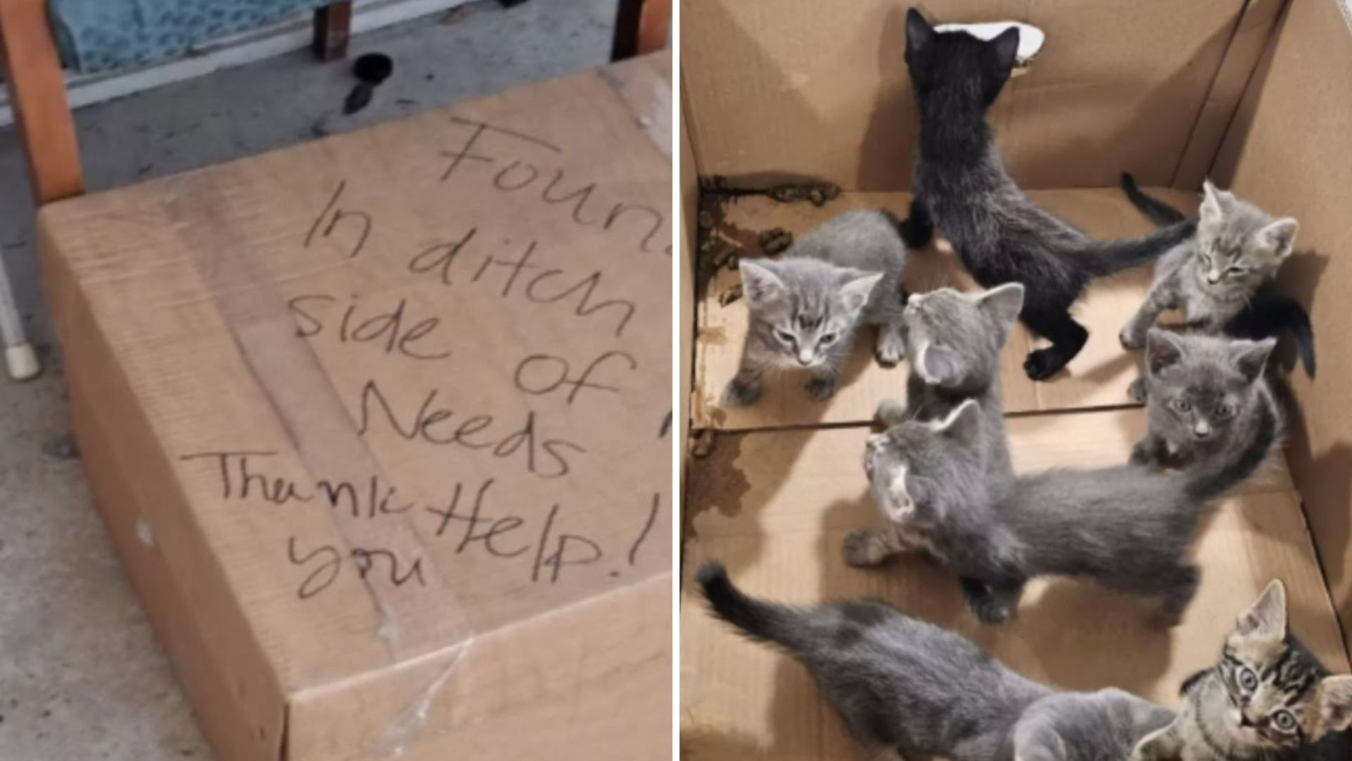 rescuer finds abandoned box outside shelter