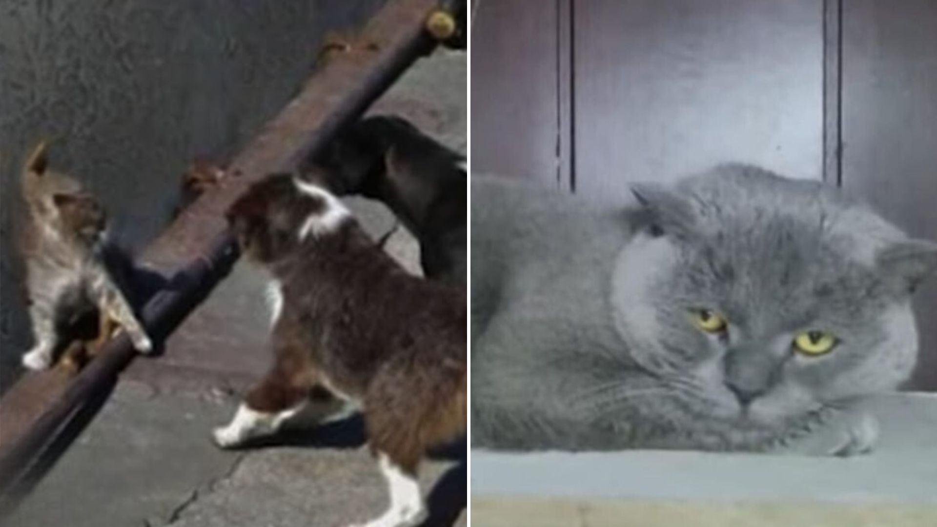 cat surrounded by dogs