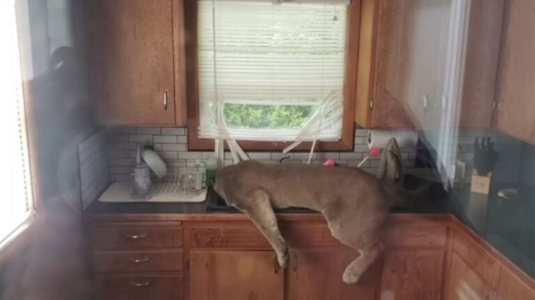 cougar runs into house through screen door