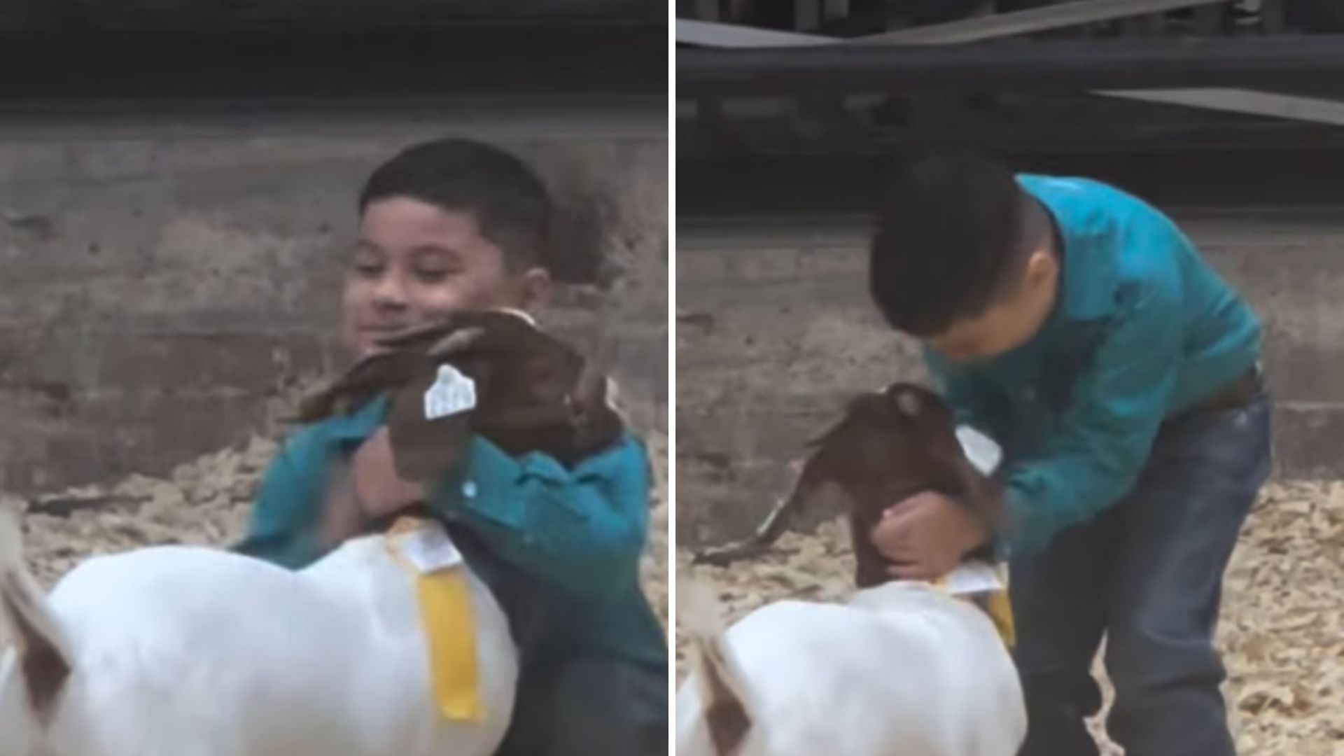 a boy with his goat