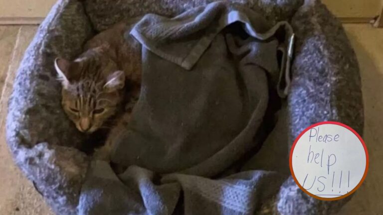 cat found with a strange note and a surprise