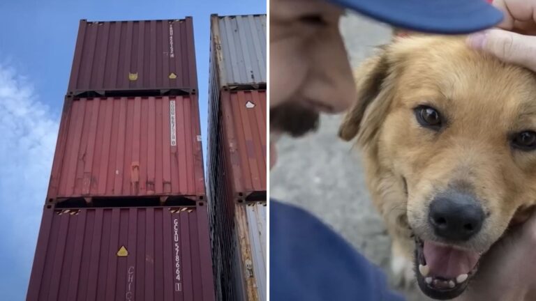 Texas Coast Guard Discovers Dog Locked In Shipping Container For 8 Days