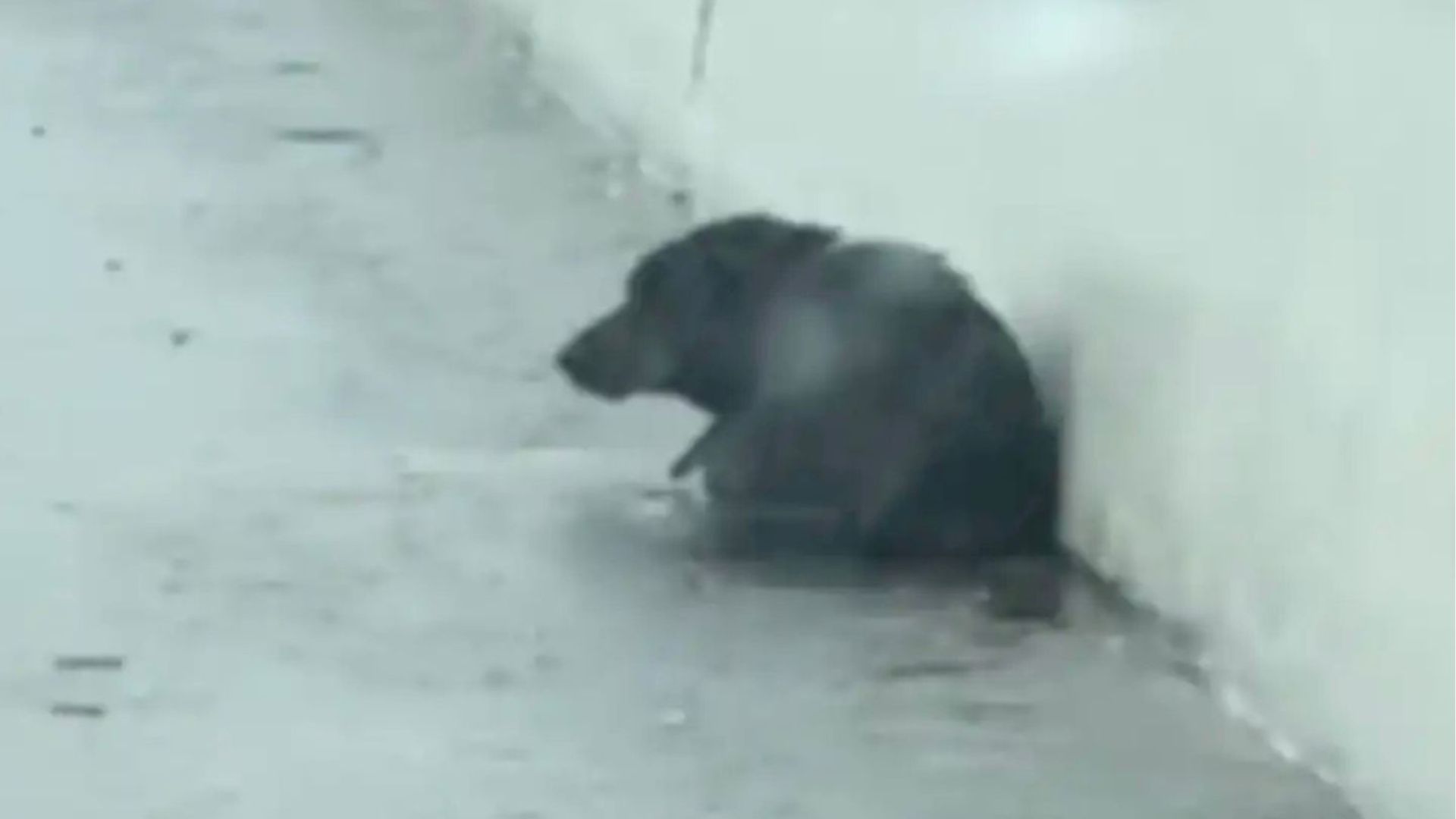 An abandoned dog sits huddled on the sidewalk
