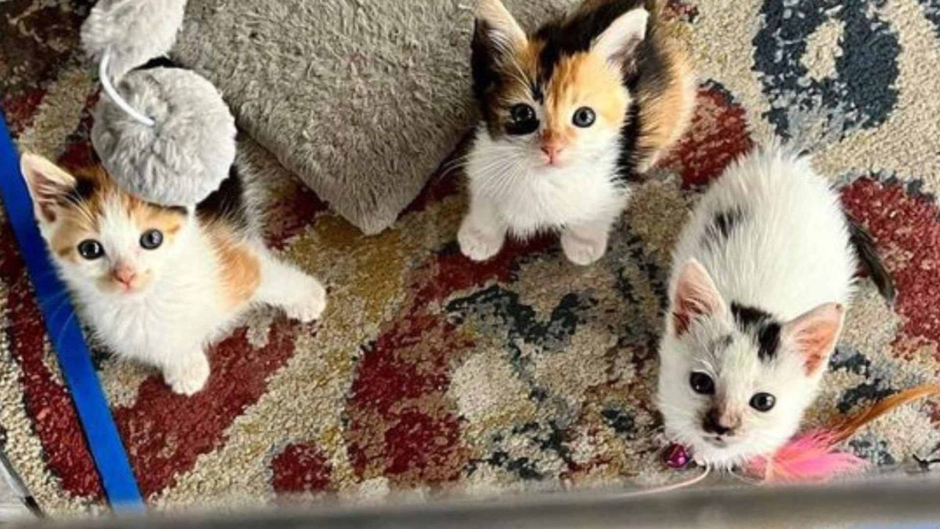 family bewildered by their dog bringing kittens into home
