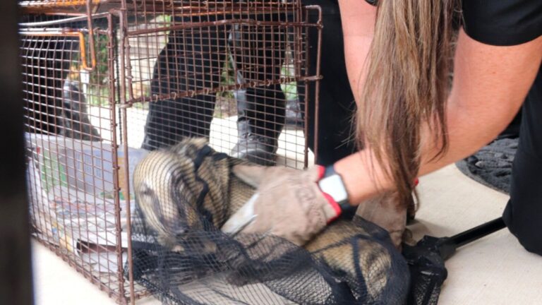 rare exotic creature appears on mans porch