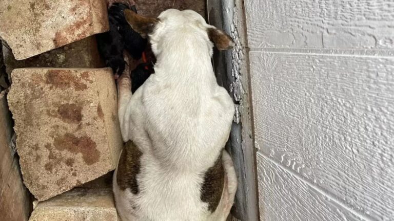 dog found in mud with newborn puppies