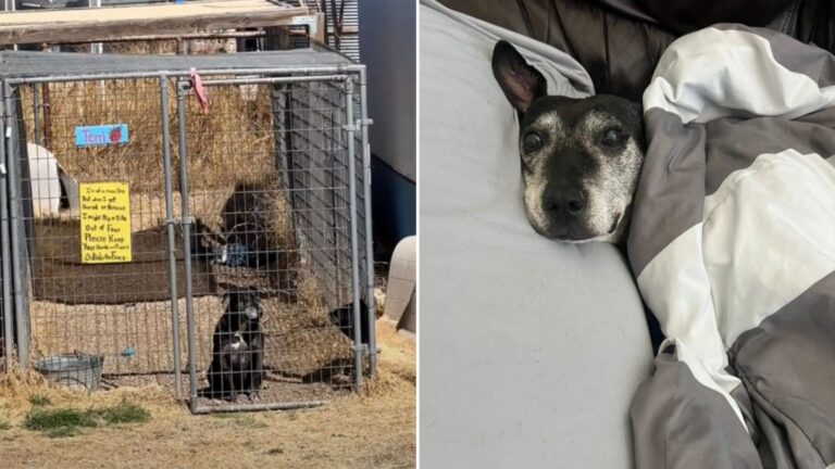 dog before and after adoption
