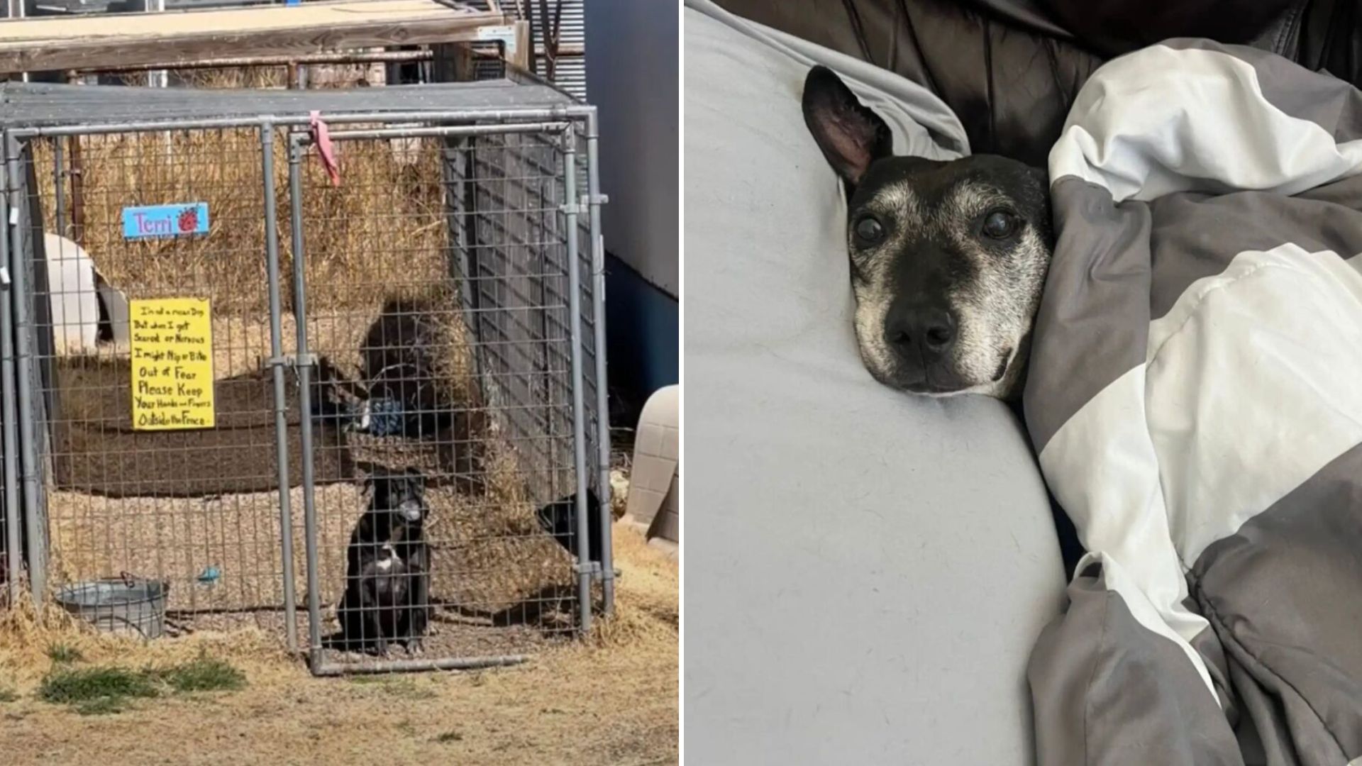 dog before and after adoption