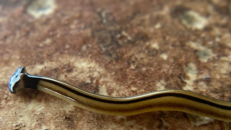 poisonous hammerhead worms invading texas