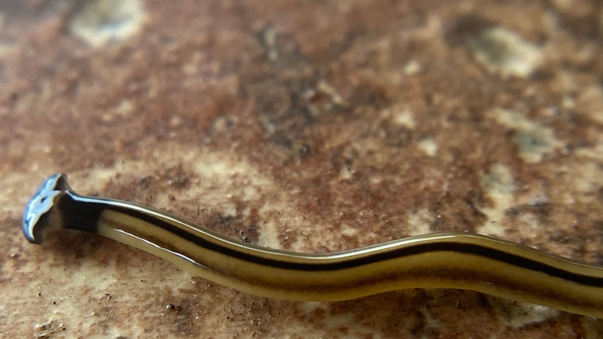 poisonous hammerhead worms invading texas