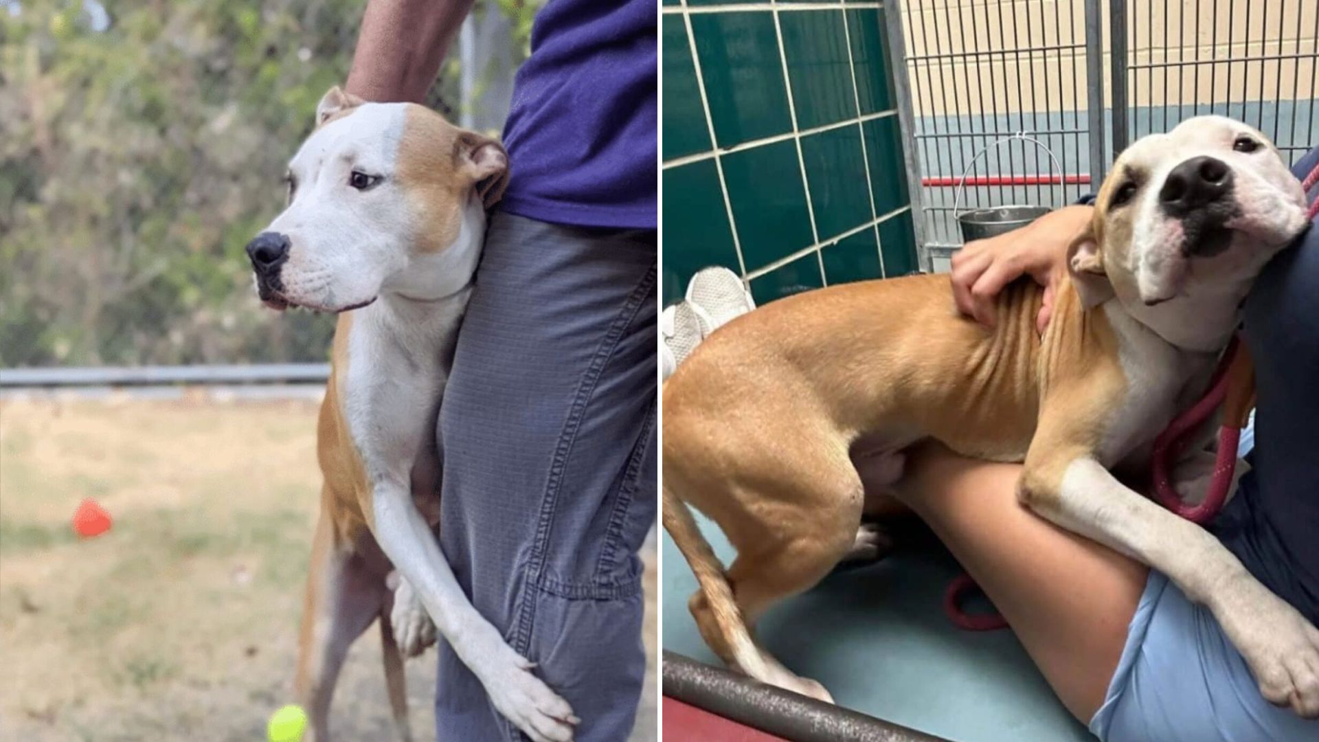shelter dog loves to hug people