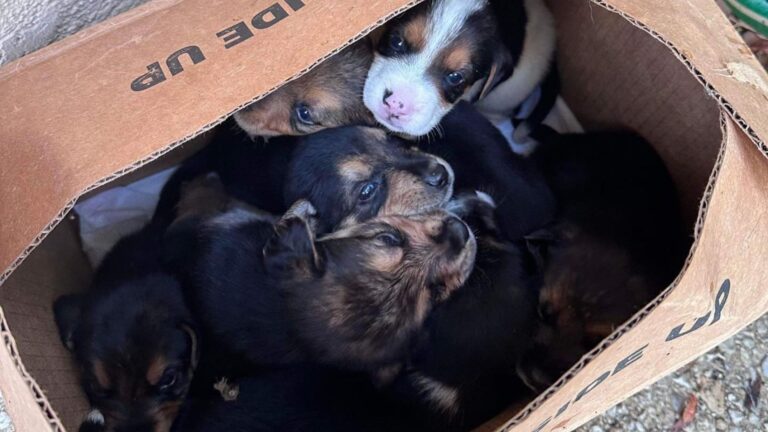 puppies found in box covered by water hose