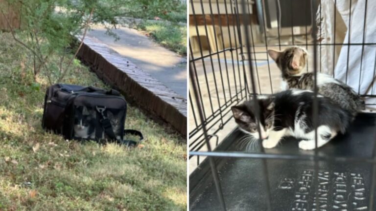 woman finds kittens in a bag