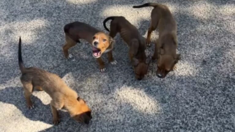 Four Tiny Puppies Run Up To Her Car Begging For Help