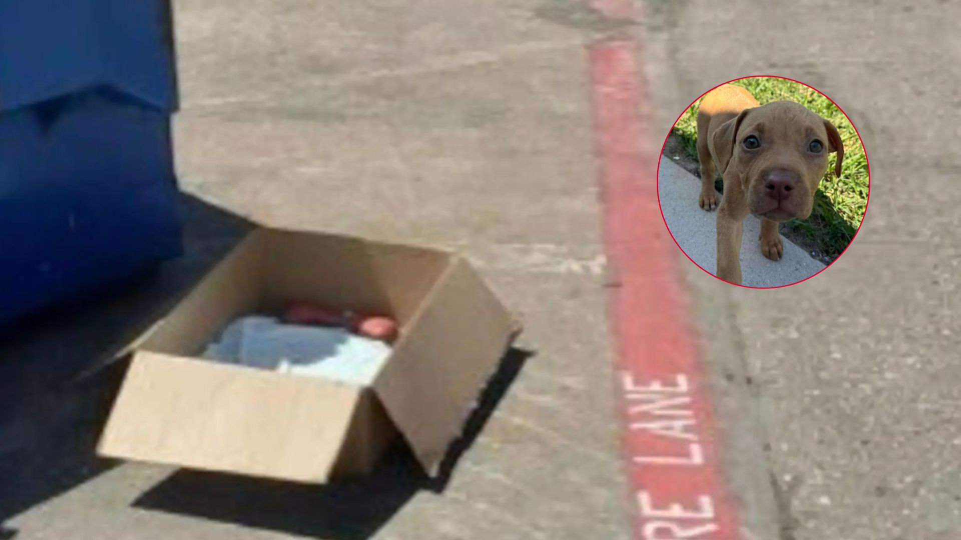 woman discovers shaking puppy in box