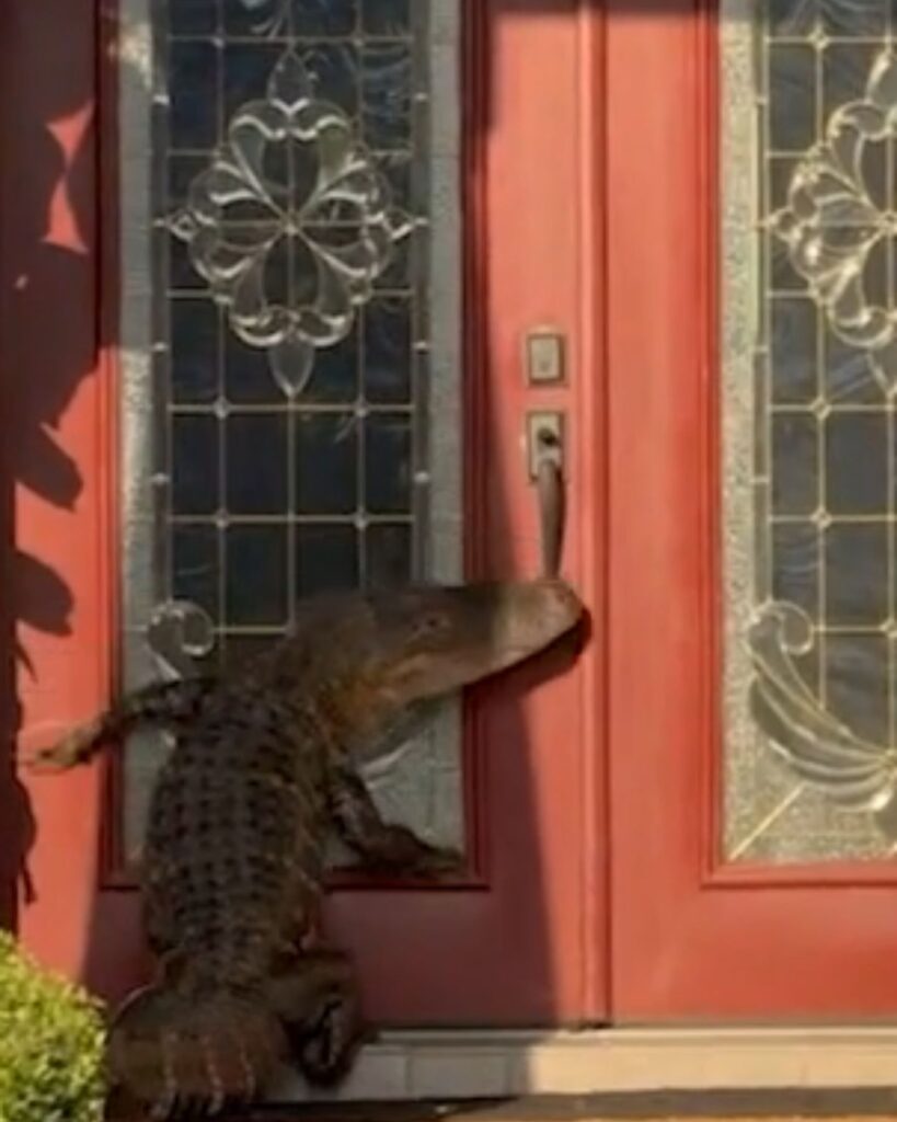 The alligator is sniffing the door handle
