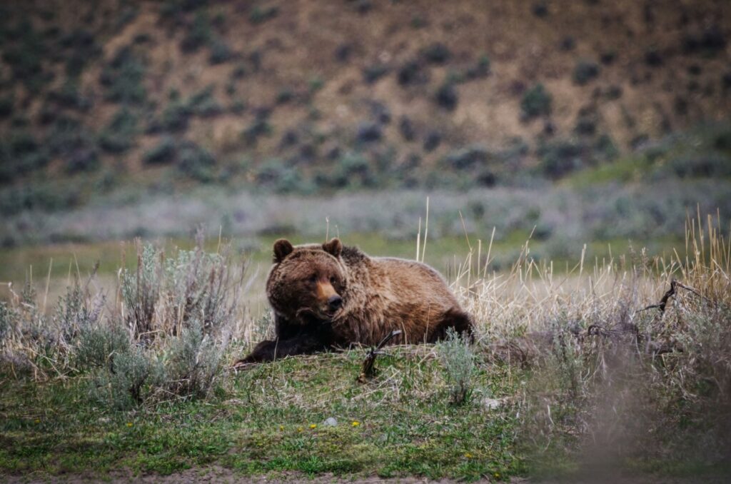 The bear is lying in the meadow