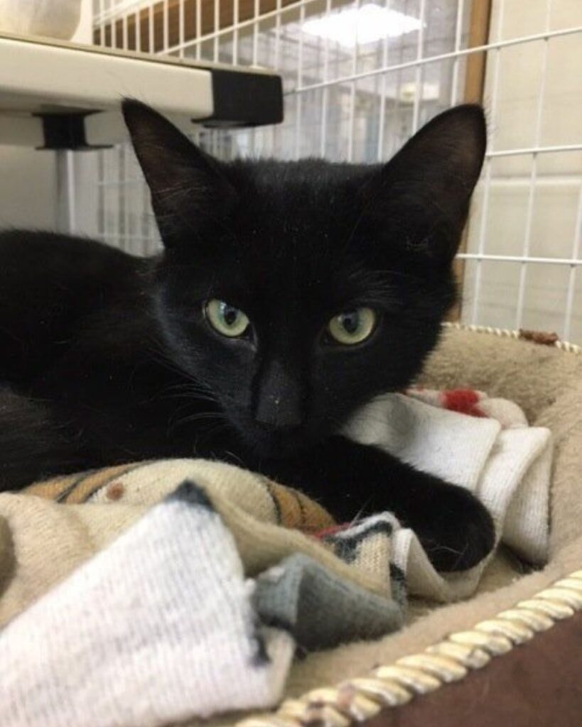 The black cat is lying down