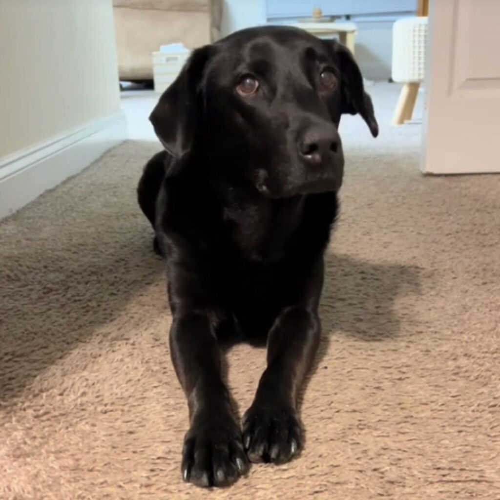 The black dog is lying on the carpet