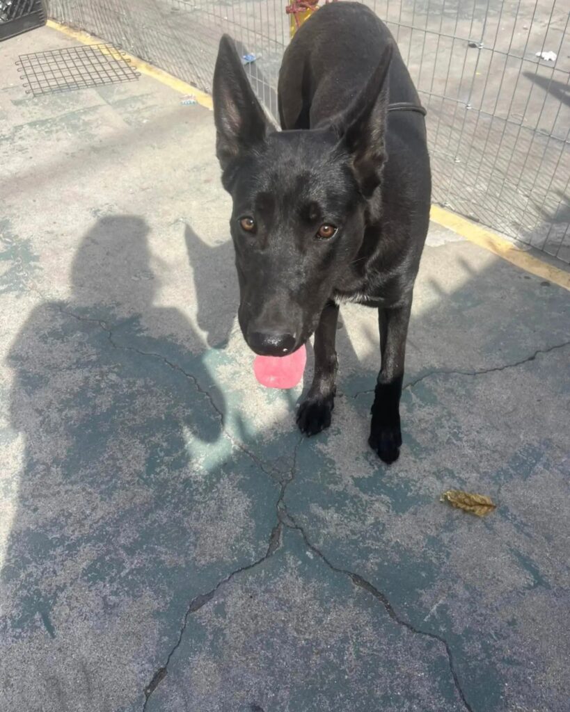 The black dog stands with its tongue out