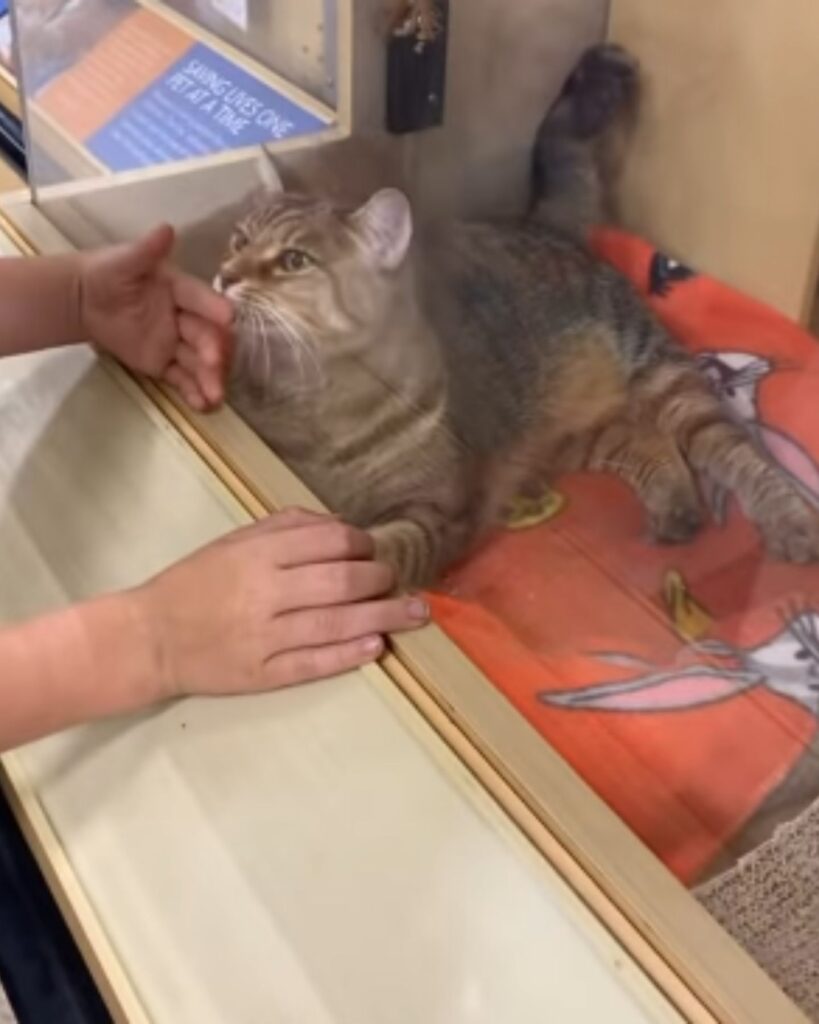 The boy is stroking the cat