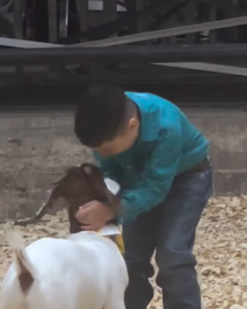 The boy is stroking the goat