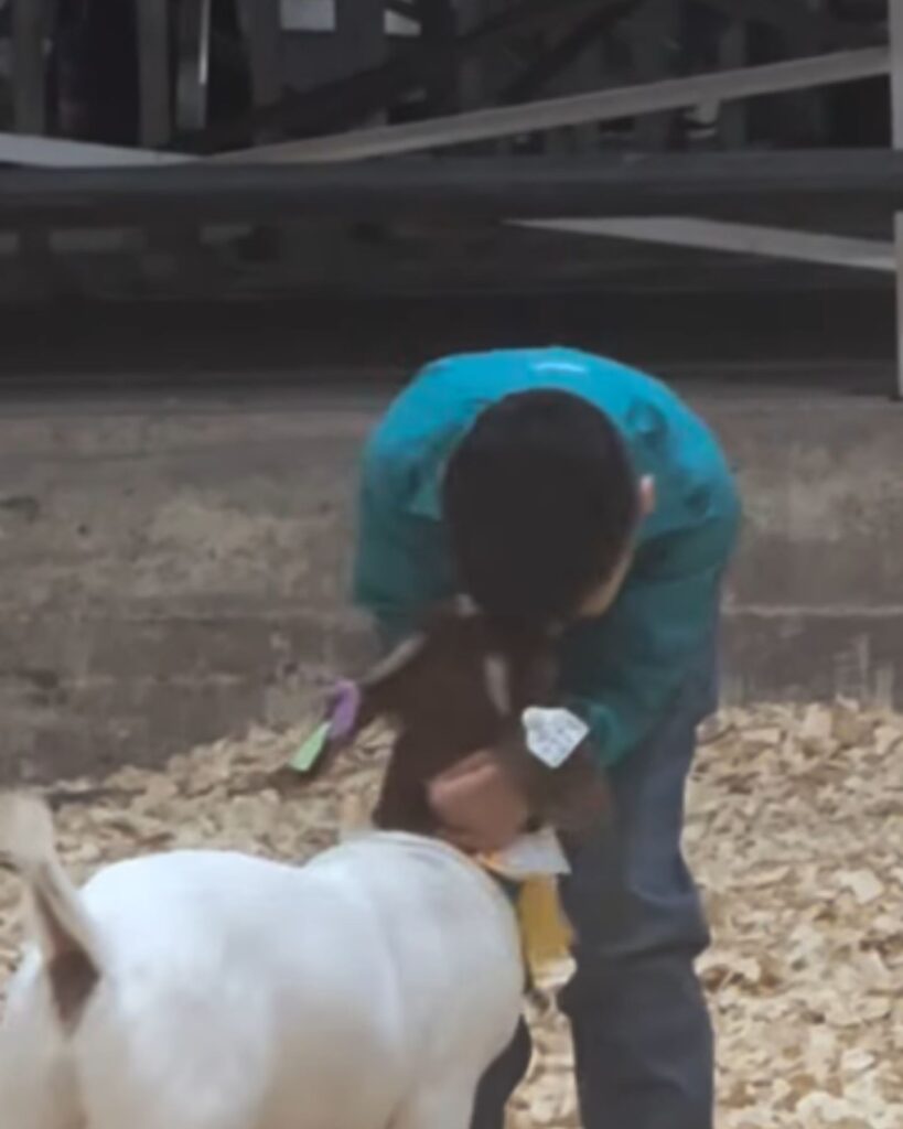 The boy kisses the goat