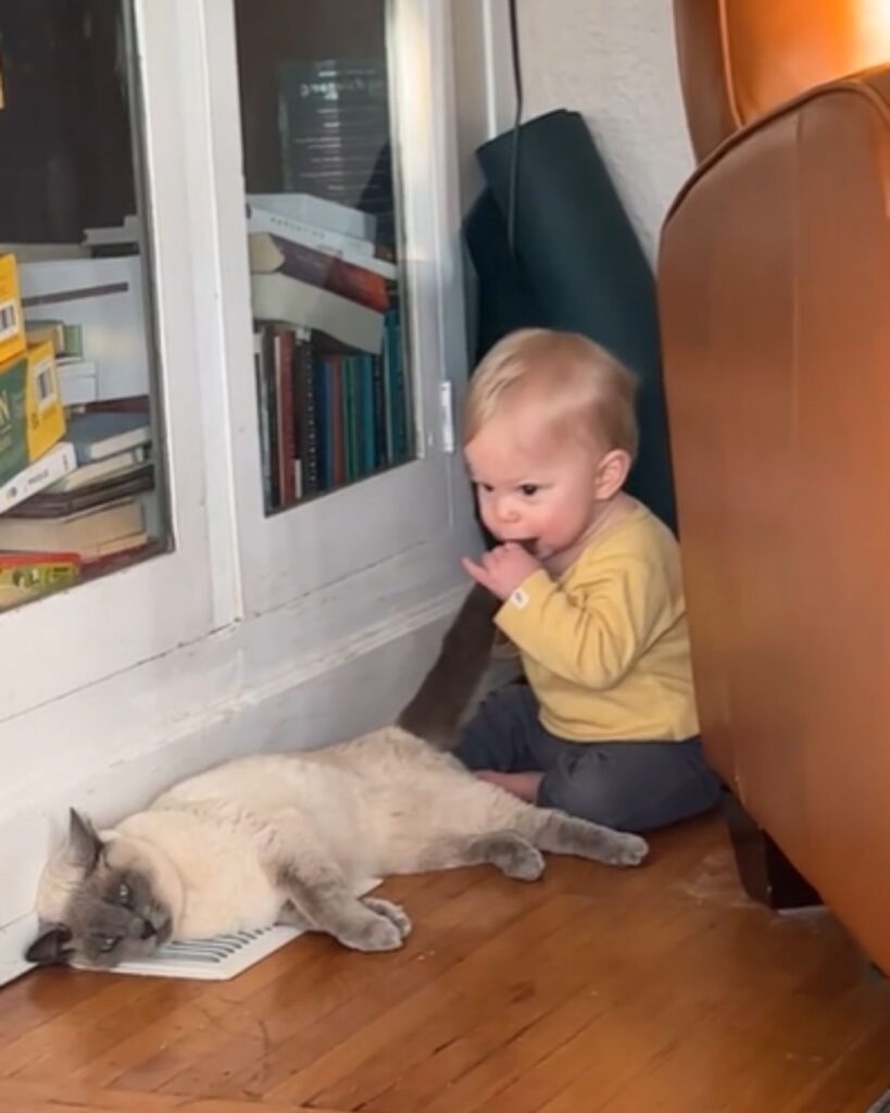 The boy puts the cat's tail in his mouth