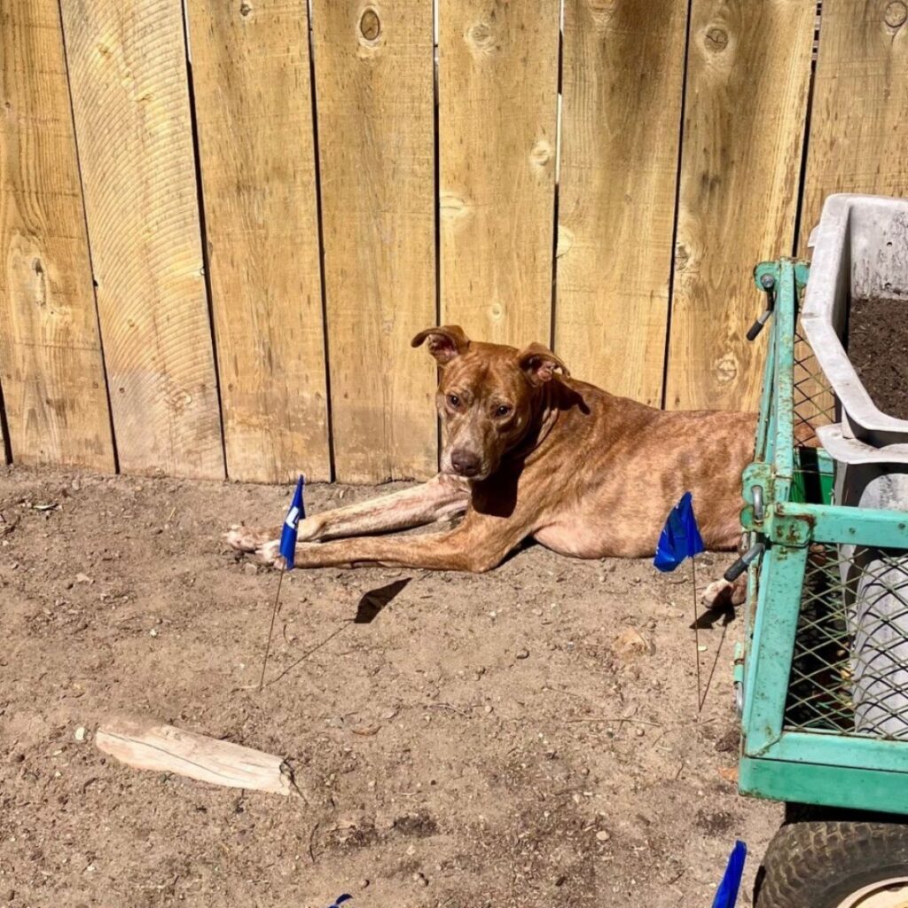 The brown dog is lying on the ground
