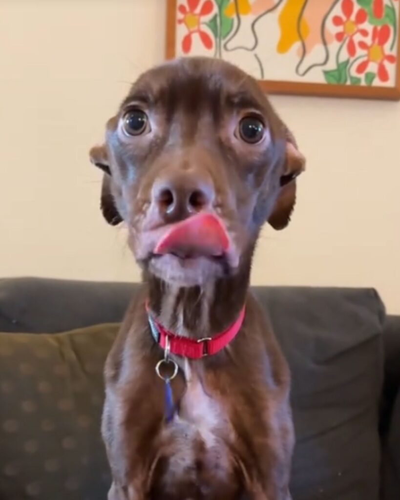The brown skinny dog ​​is licking itself