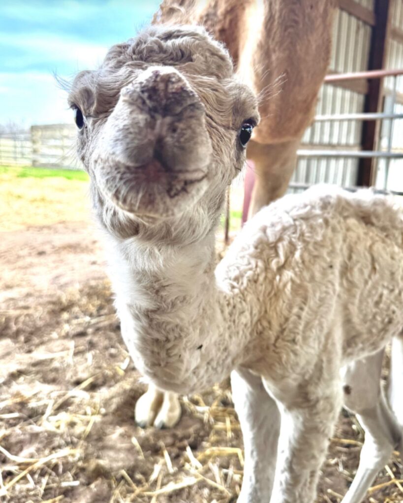 The camel is standing and looking at the camera