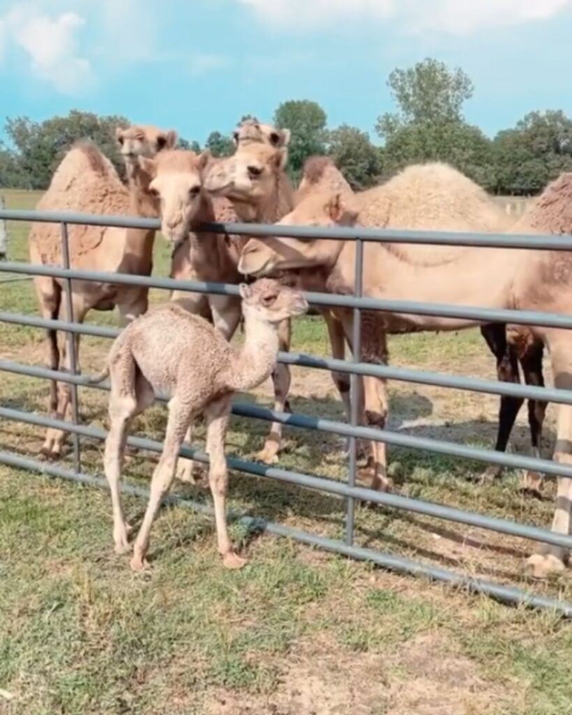 The camels are standing by the fence
