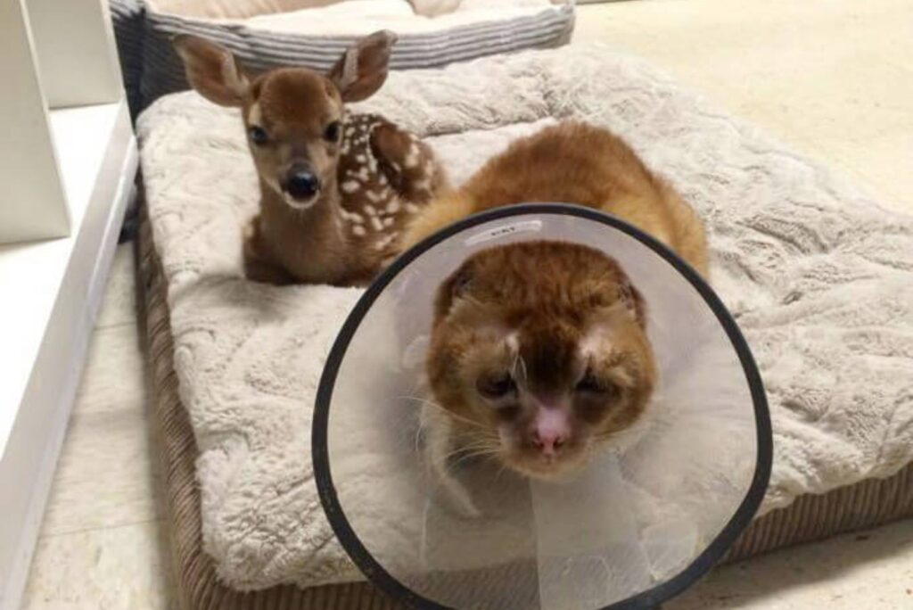 The cat and the deer are lying down