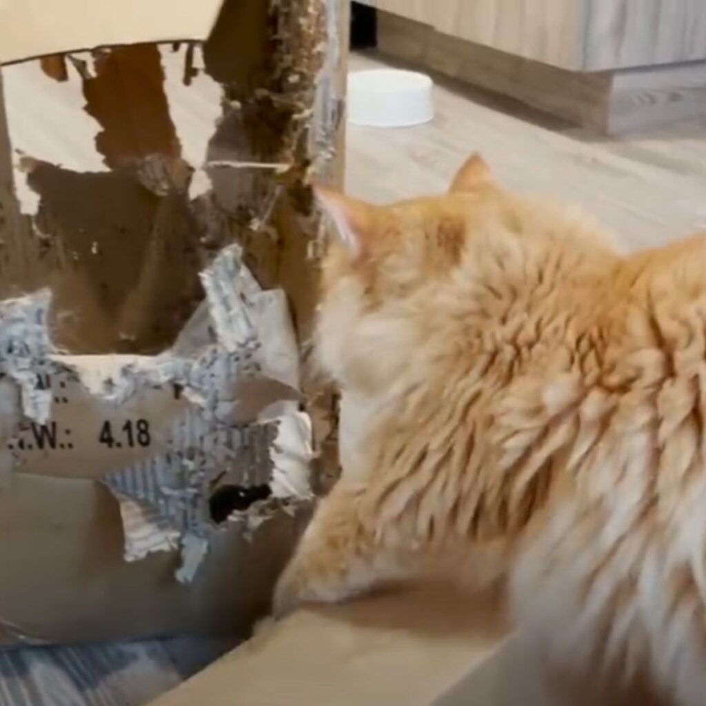 The cat approaches the cardboard box