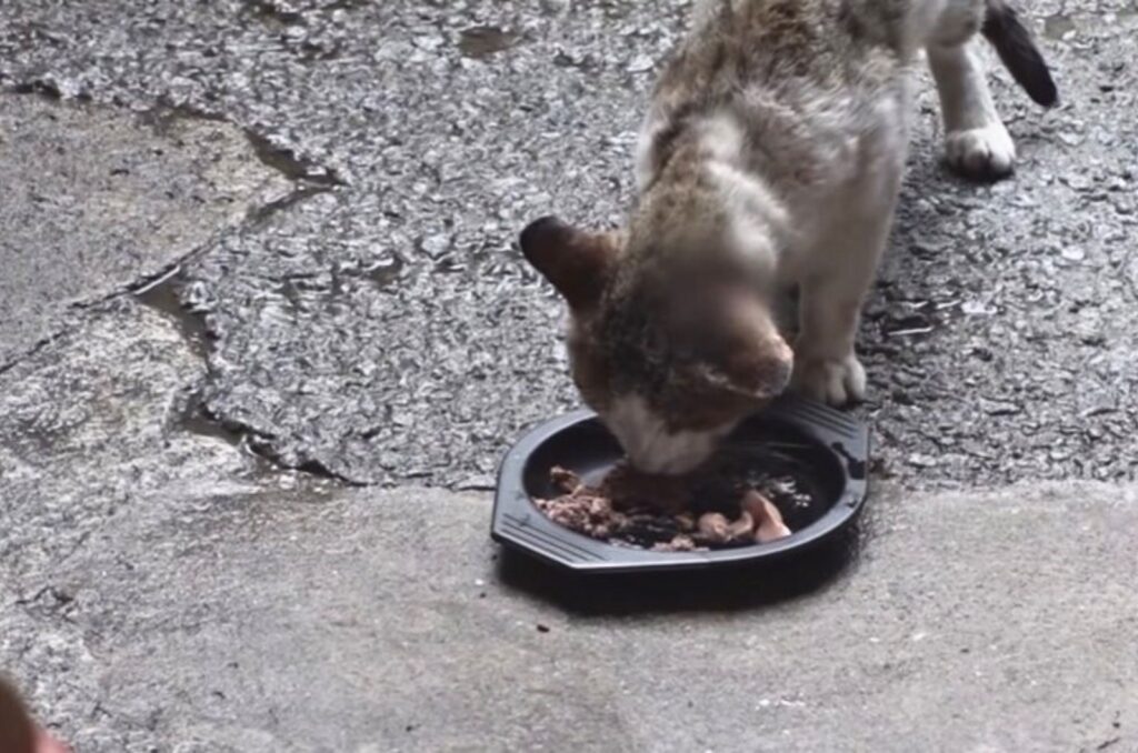 The cat eats from a plastic bowl