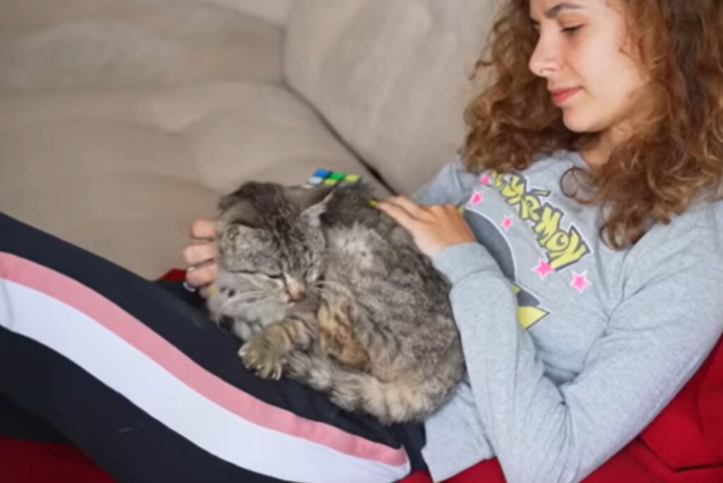 The cat enjoys being in the girl's lap