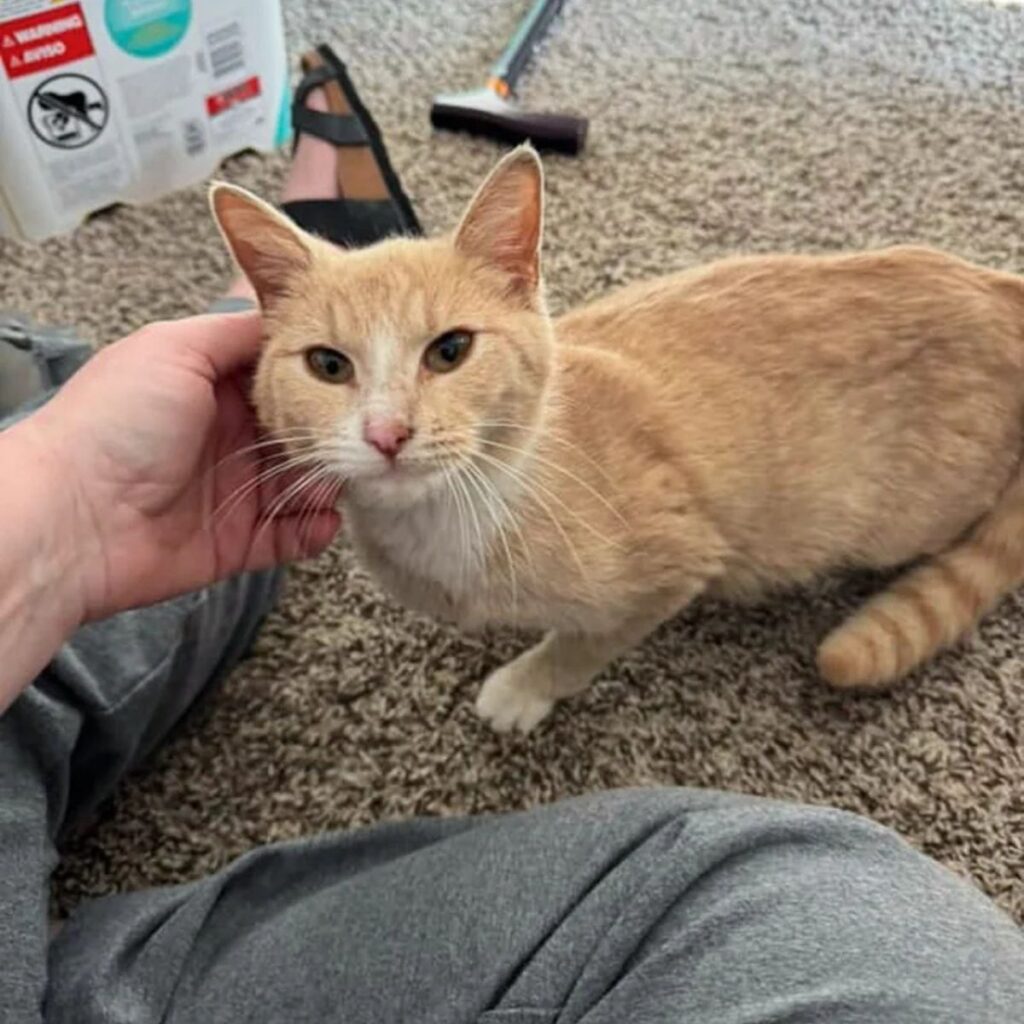 The cat enjoys being petted