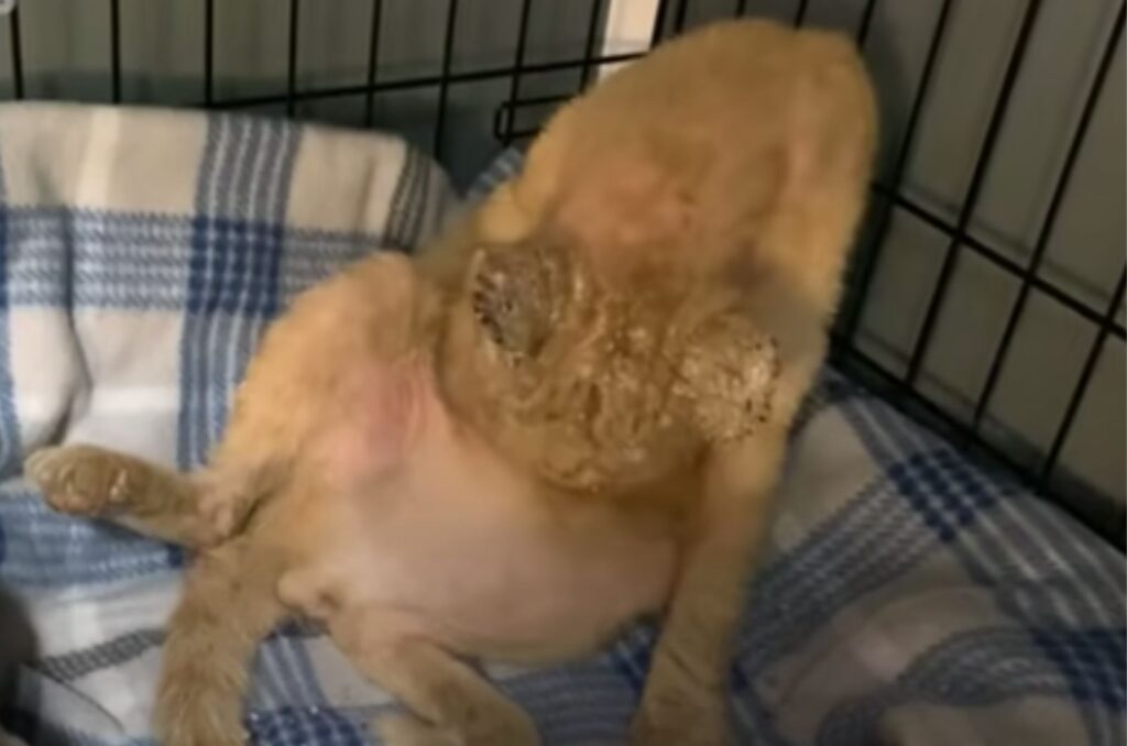 The cat in the cage is licking itself