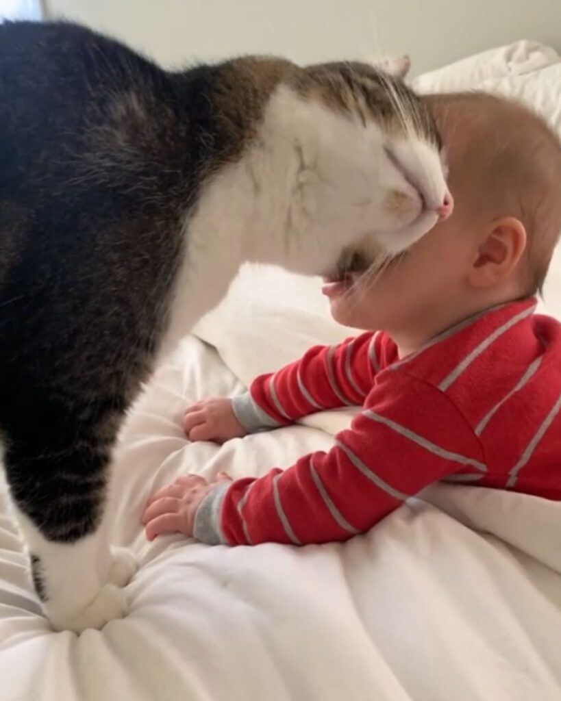 The cat is being petted by a boy