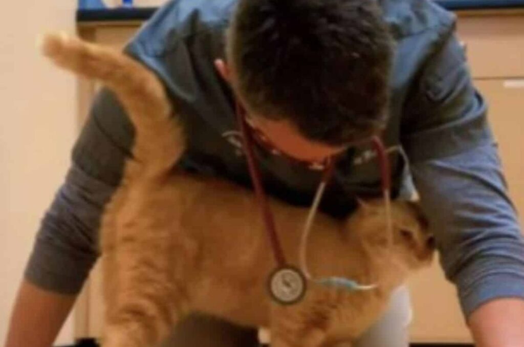 The cat is being petted by the veterinarian