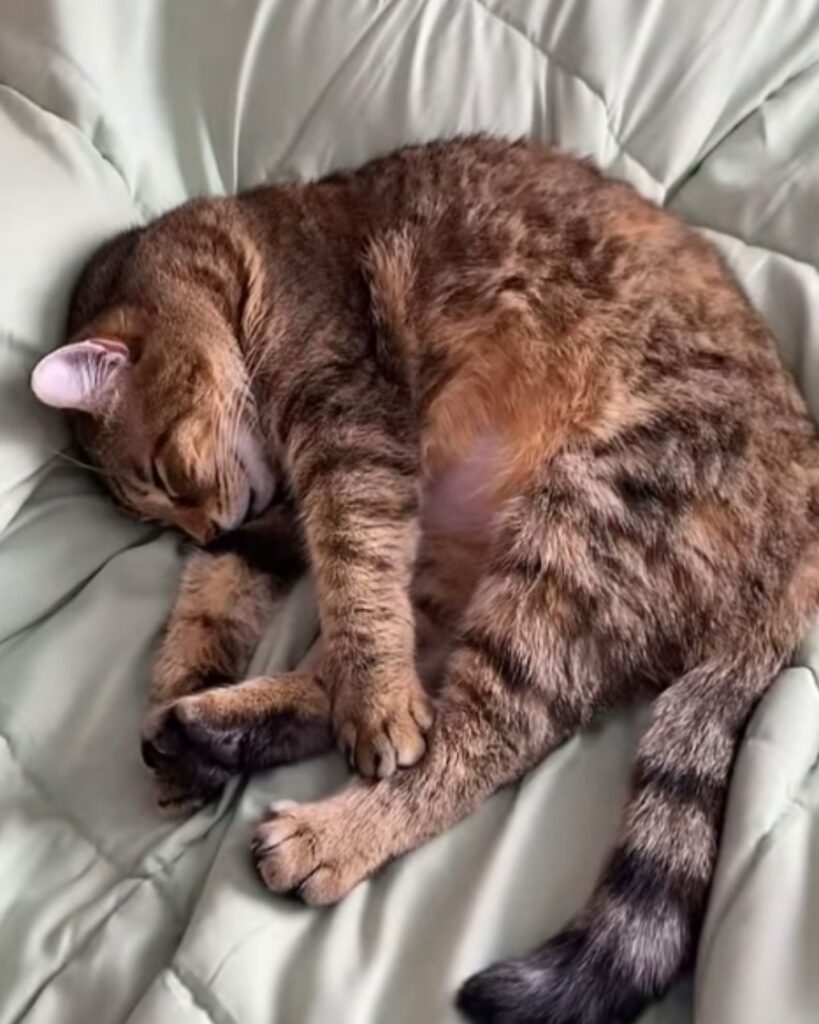 The cat is curled up and sleeping on the bed