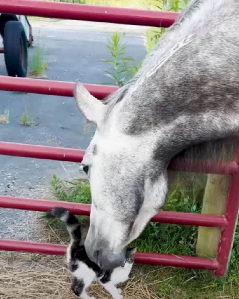 The cat is fondling the horse