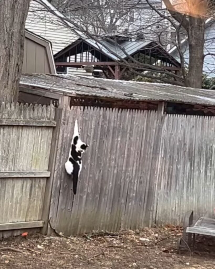 The cat is hanging on the fence
