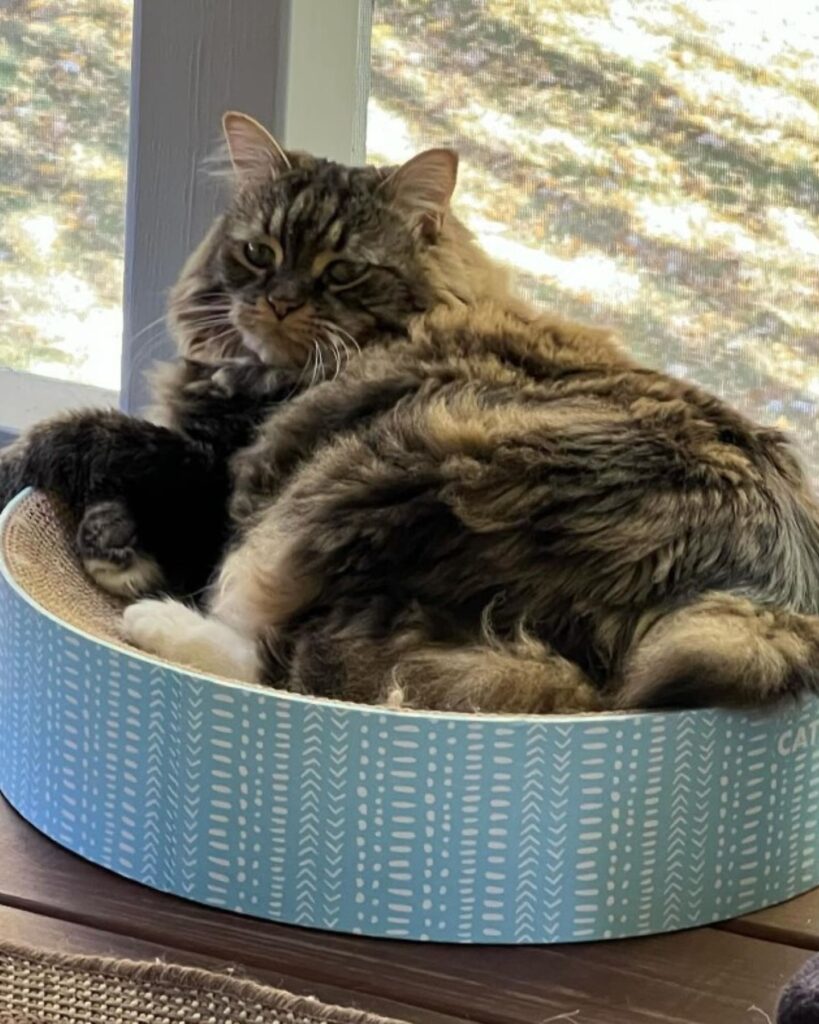 The cat is lying by the window