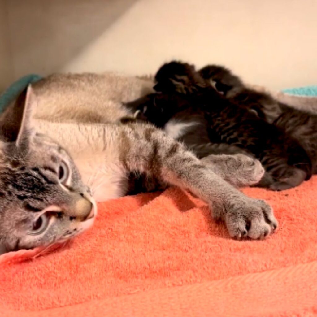 The cat is lying down, nursing her kittens