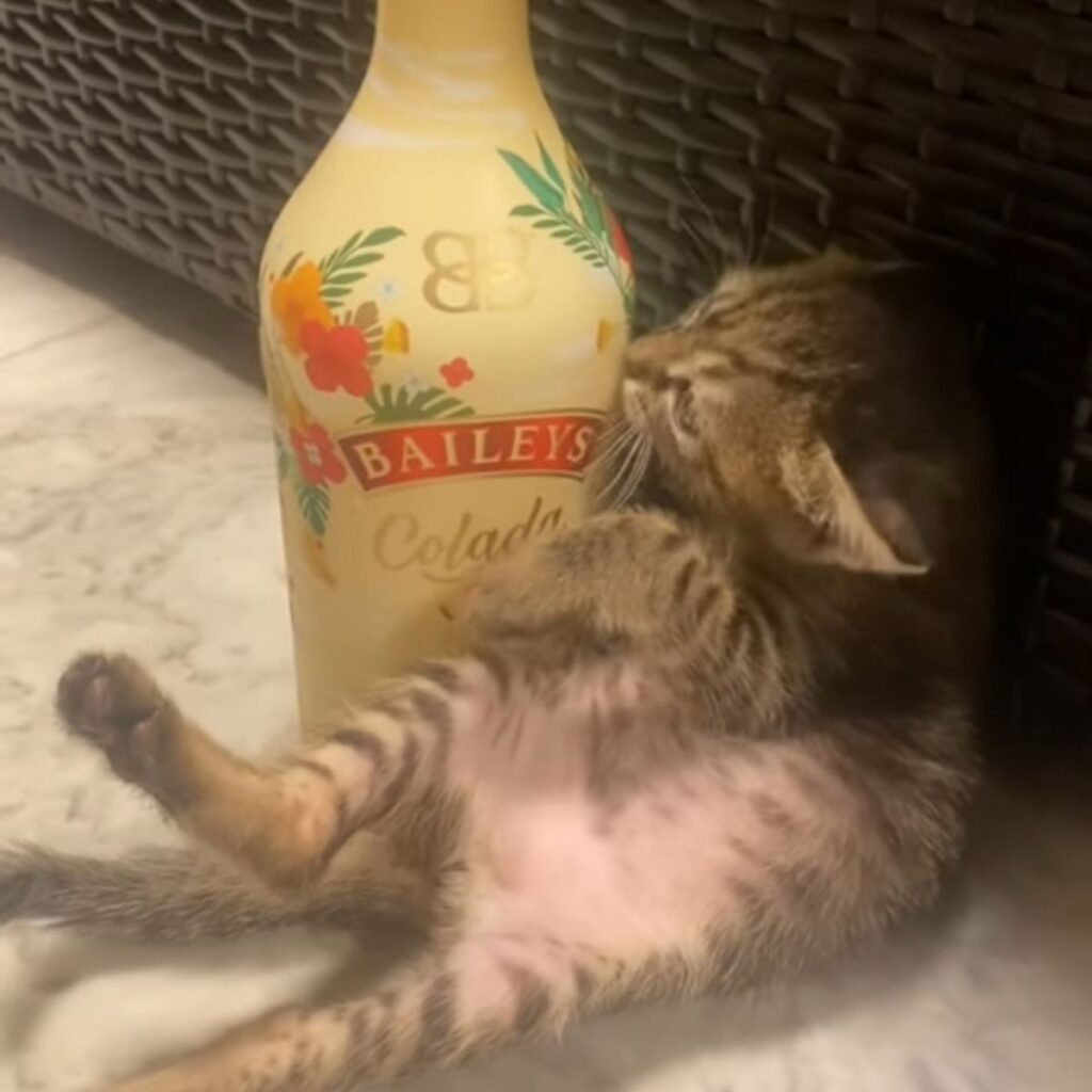 The cat is lying next to the bottle