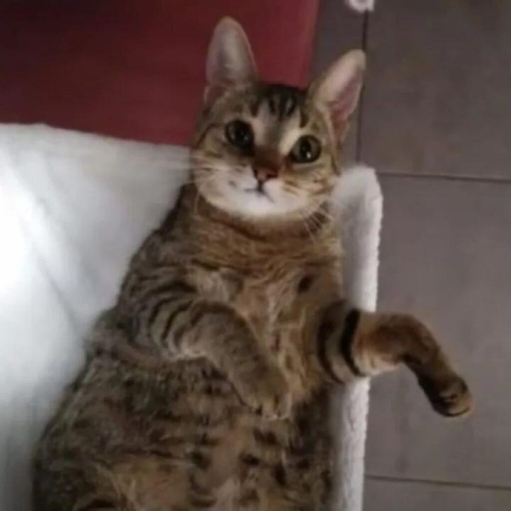 The cat is lying on its back