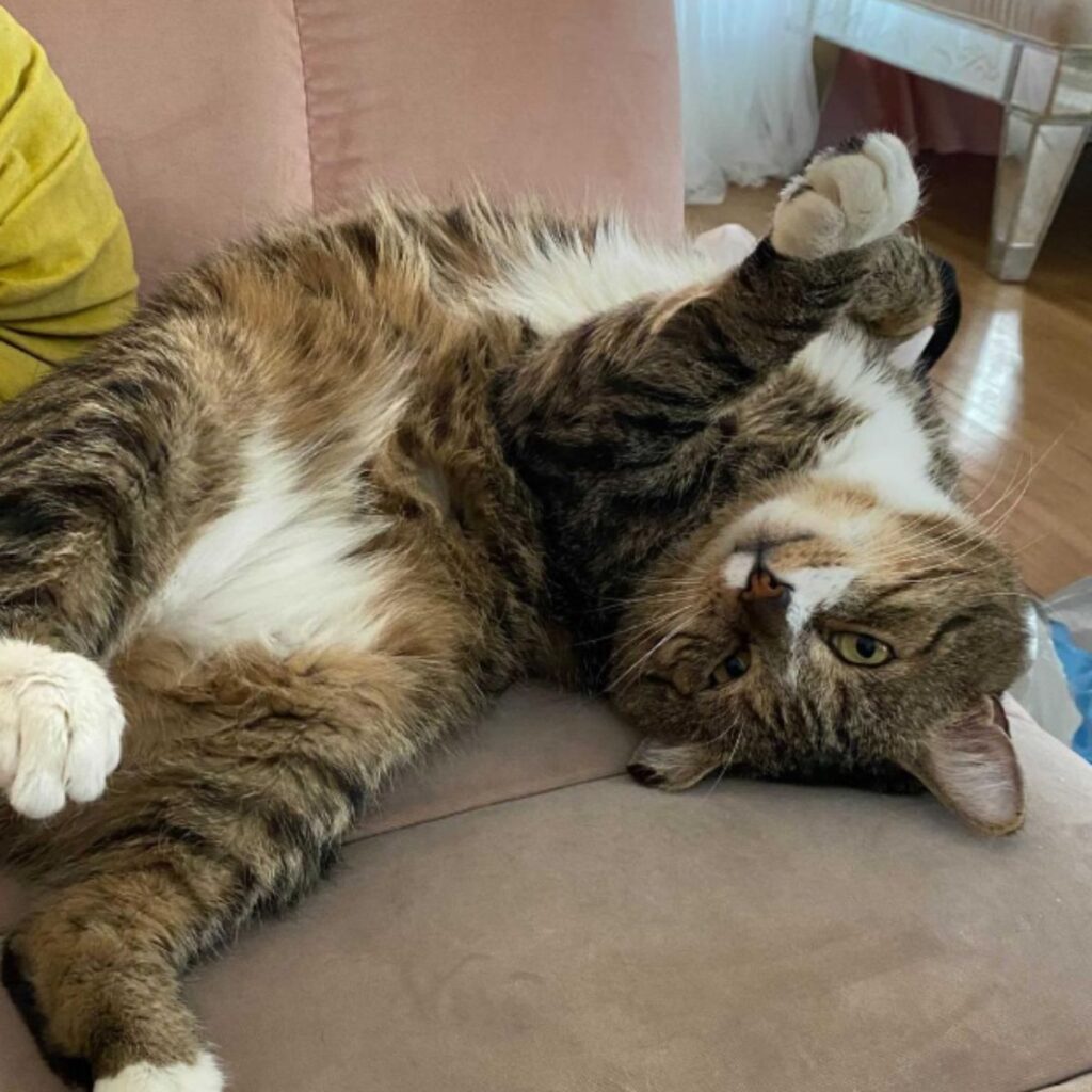 The cat is lying on its back on the couch